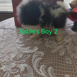 Sable's Boy 2 - Black parti male Pomeranian puppy in Tabor City, North Carolina from Southern Palmetto Pomeranians