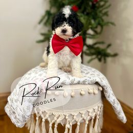 Patches - Parti male Goldendoodle puppy in Upper Sandusky, Ohio from Rock Run Homestead