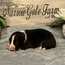 Scout - Black and white male Border Collie puppy in Moody, Texas from Narrow Gate Farm