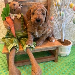 Austin - Apricot male Goldendoodle puppy in Bucyrus, Missouri from Hill Top Pomskies