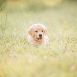Golden Retriever Puppies from Stellar Acres Golden Retrievers