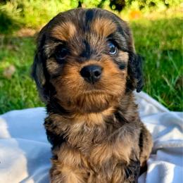 Chanel - Merle female Cavapoo puppy in Cameron, South Carolina from Sassy Sailor & Company