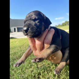 Shelby - Black female Great Dane puppy in Weatherford, Texas from Oak Bend Danes