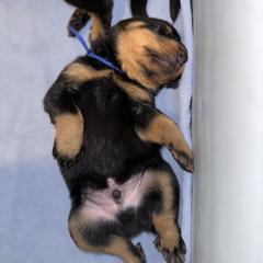 Beauceron Puppies from Shepherd's Heart Beaucerons