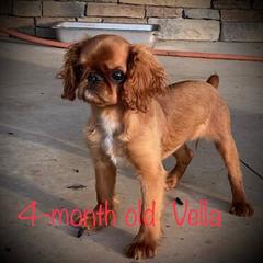 English Toy Spaniel Puppies from Skyline