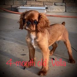 English Toy Spaniel Puppies from Skyline