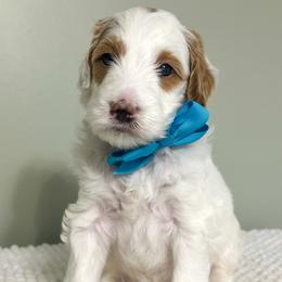 Boy 4 - male Goldendoodle puppy in Florence, South Carolina from Candy Doodles