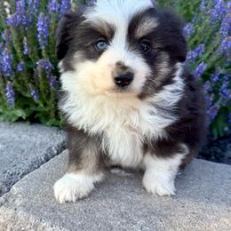Tex - Black tri male Toy Australian Shepherd puppy in Payson, Utah from Spring Creek Aussies + Corgis