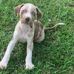Boy 5 - Red merle male Catahoula Leopard Dog puppy in Gadsden, Alabama from Rich Cat’s