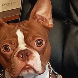 Dex - Boston Terrier