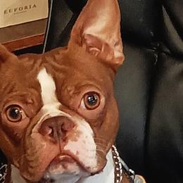 Dex - Boston Terrier