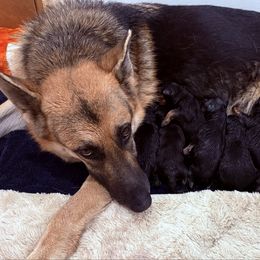 Blitzen - Black and red male German Shepherd puppy in Carbondale, Kansas from Cunningham German Shepherds, LLC