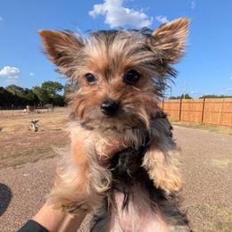 Gloria - smallest girl pet only - Blue and gold female Yorkshire Terrier puppy in Gatesville, Texas from KontryKritterz Yorkies