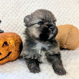 Sawyer - Red male Pomeranian puppy in Comer, Georgia from HillTop Pomeranians ✨