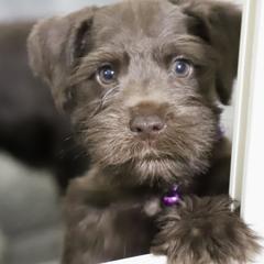 Boy 3 - male Miniature Schnauzer puppy in Pensacola, Florida from Reservoir Dogs