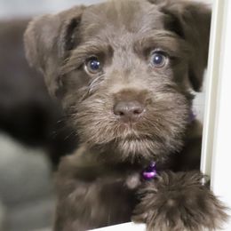 Boy 3 - male Miniature Schnauzer puppy in Pensacola, Florida from Reservoir Dogs