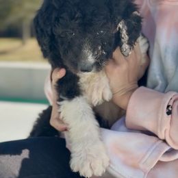 Oreo - White and black male Bordoodle puppy in Eastman, Georgia from Dood B Ranch