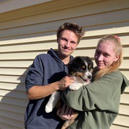 Australian Shepherd Puppies from Mezzo Australian Shepherds