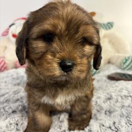 Yorkshire Terrier puppies from Majic multi pups