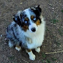 Aspen - Toy Australian Shepherd