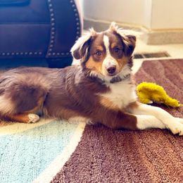 Miniature Australian Shepherd All Grown Up from Clover Bar Kennels