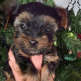 Hero - Black and tan male Yorkshire Terrier puppy in Haines City, Florida from MF_Yorkies