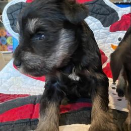 Miniature Schnauzer Puppies from Findell Kennel