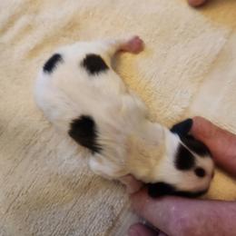 Boy 1 - White and black male Papillon puppy in Bon Aqua, Tennessee from Rene's Papillon