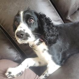 English Springer Spaniels from ND Springers