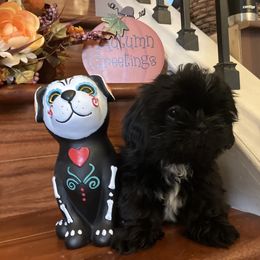 Shih Tzu Puppies from Little Lions West