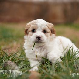 Assorted Doodle Crosses, Bichon Frise, Cavapoo, Goldendoodle, Labradoodle, and Schnoodle Puppies from Kingdom Bound By Design