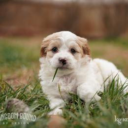 Assorted Doodle Crosses, Bichon Frise, Cavapoo, Goldendoodle, Labradoodle, and Schnoodle Puppies from Kingdom Bound By Design