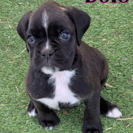 Dove - Brindle female Boxer puppy in Mountain Home, Idaho from LJK Boxers & Toy Aussies