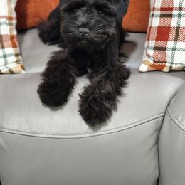 White collar girl - Black female Miniature Schnauzer puppy in Trinity, Alabama from C&E'S Schnauzers