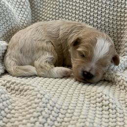 Cooper - Sable male Bernedoodle puppy in Leesport, Pennsylvania from Bechtel’s Doodles