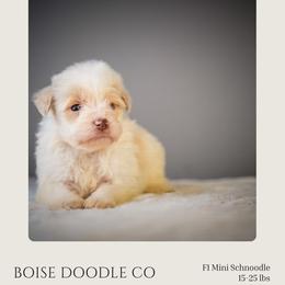 Mikey - Apricot male Schnoodle puppy in Caldwell, Idaho from Boise Doodle Co.