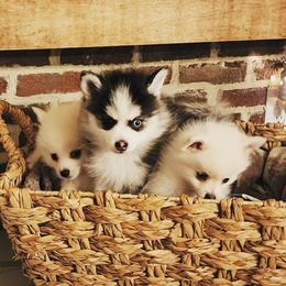 Pomsky Puppies from Sunshine Pomsky