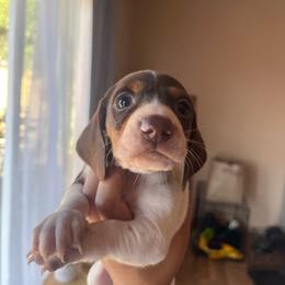 Chocolate Pie - Piebald male Dachshund puppy in Yuba City, California from The Navarro Furbabies