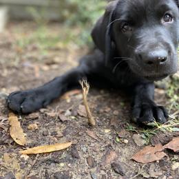 Labrador Retriever Puppies from The Homestead at Little Creek