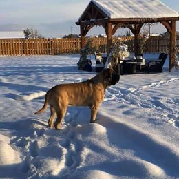 Mastiff All Grown Up from Eagle Clan Mastiffs