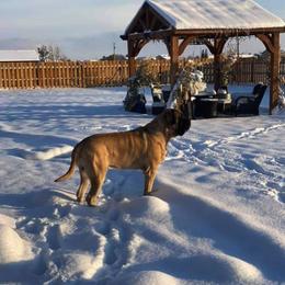 Mastiff All Grown Up from Eagle Clan Mastiffs