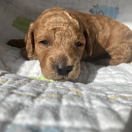 Goldendoodle Puppies from Cassie Farms