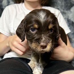 Mr. Bennet - Liver white and tan male English Springer Spaniel puppy in Battle Creek, Michigan from Eden Springer Spaniels