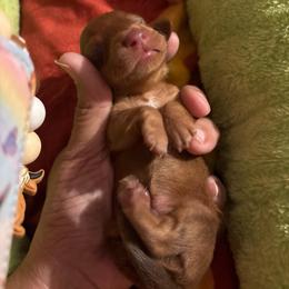 Boy 1 - Red male Dachshund puppy in San Antonio, Texas from Bear Bear's House of Doxies