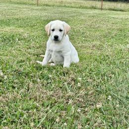 Orange Female - Yellow female Labrador Retriever puppy in Nevada, Missouri from CKB Labradors