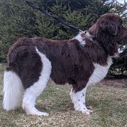 Timber - Newfoundland