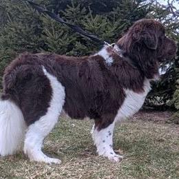 Timber - Newfoundland