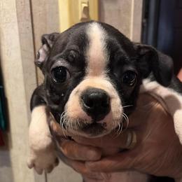 Slinky - Black and white male Boston Terrier puppy in Covington, Georgia from Tuxedo Bostons of Atlanta