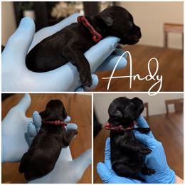 Andy - Black male Miniature Schnauzer puppy in Victorville, California from West Coast Crown  Miniature Schnauzer