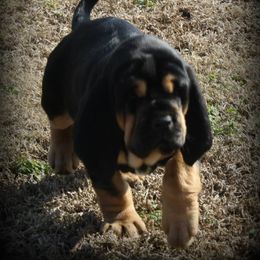 Bloodhound and Mastiff Puppies from Teoc Bloodhounds and Mastiffs